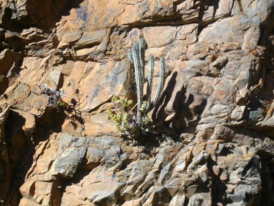Euphorbia mammillaris responding to a challenge