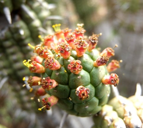Euphorbia mammillaris old male cyathia