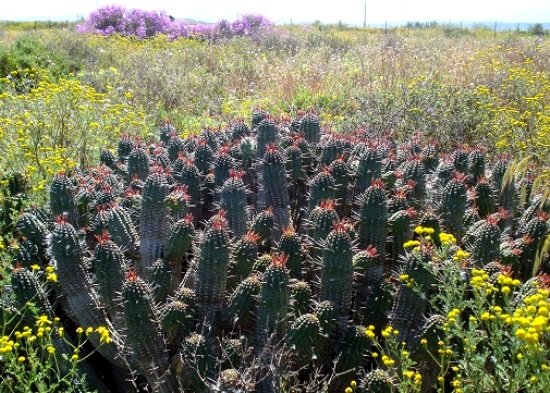 Euphorbia mammillaris resembling an unruly crowd