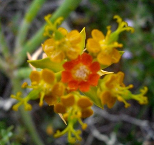 Euphorbia mauritanica flowers getting on