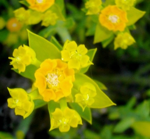 Euphorbia mauritanica stem-tip inflorescence