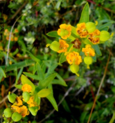 Euphorbia mauritanica flowering almost over