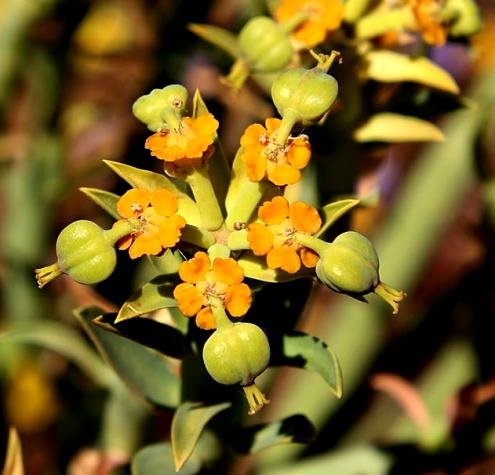 Euphorbia mauritanica early fruit stage