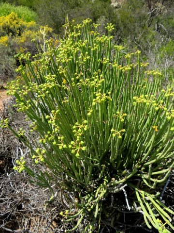 Euphorbia mauritanica bearing many fruits