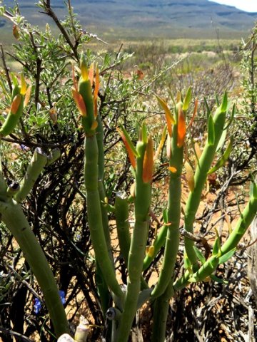 Euphorbia mauritanica seasonal leaf colour range