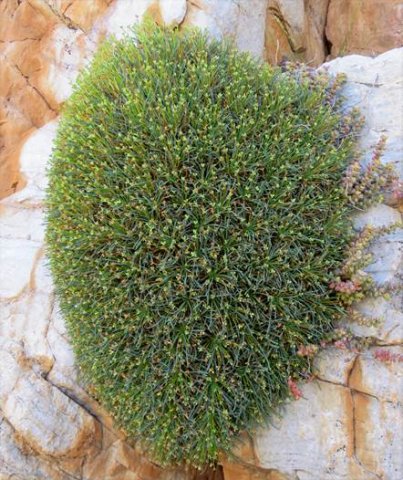 Euphorbia multifolia