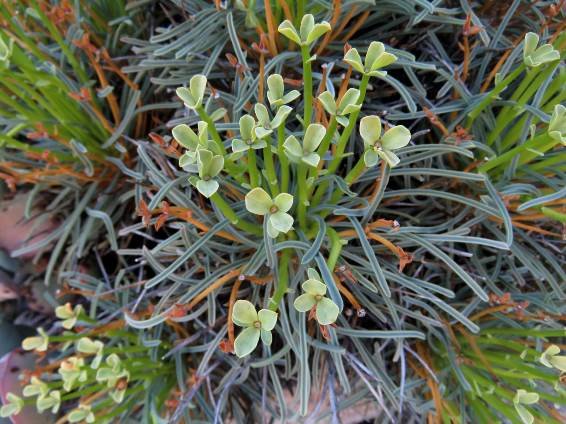 Euphorbia multifolia false flowers