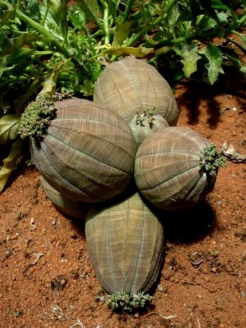 Euphorbia obesa