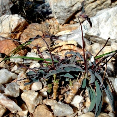 Euphorbia oxystegia leaves