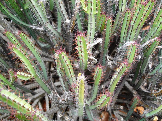 Euphorbia schinzii