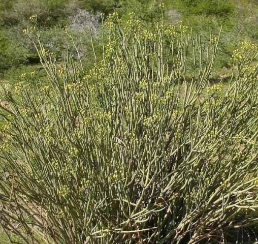 Euphorbia mauritanica old bush