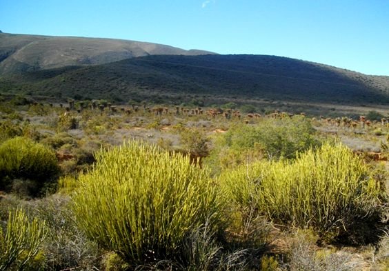 Euphorbia mauritanica