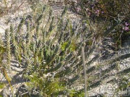 Euphorbia caput-medusae stems individually from the sand