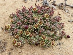 Euphorbia caput-medusae producing close to the sand