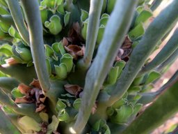 Euphorbia clandestina cyathia on the floor of a leaf forest