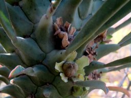 Euphorbia clandestina fruit in a cup