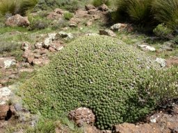Euphorbia clavarioides 