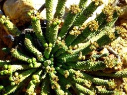 Euphorbia colliculina