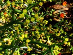 Euphorbia burmannii small bisexual false flowers