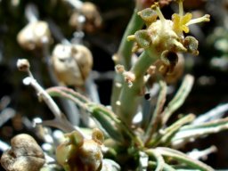 Euphorbia braunsii cyathia