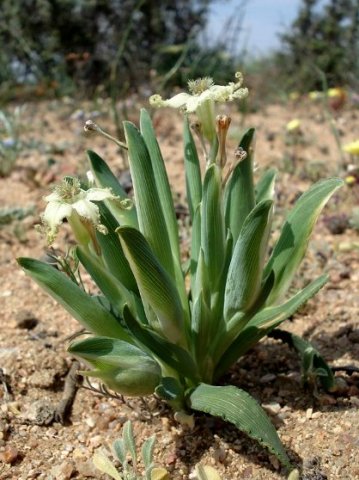 Ferraria macrochlamys subsp. macrochlamys