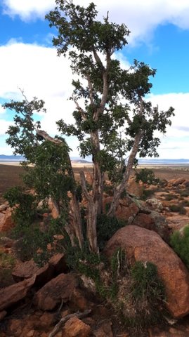 Ficus cordata subsp. cordata old and battered but still