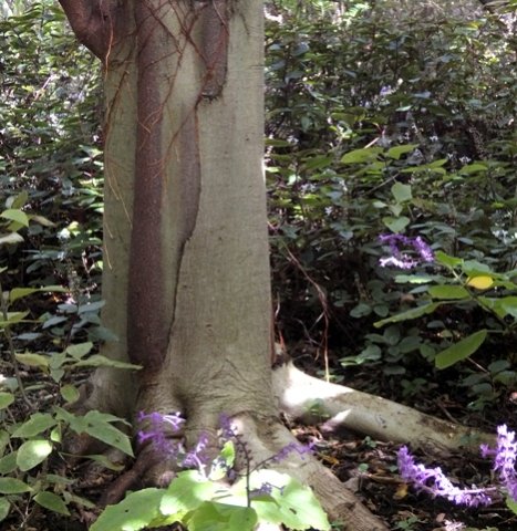 Ficus polita trunk