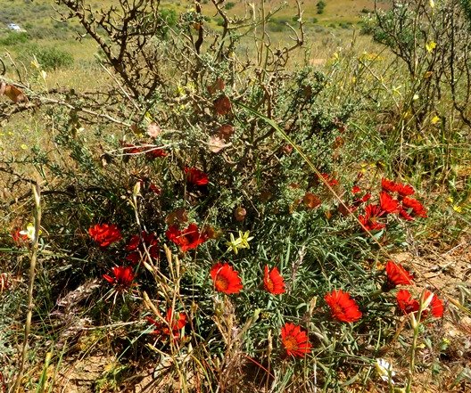 Gazania rigida mature plant in the Biedouw