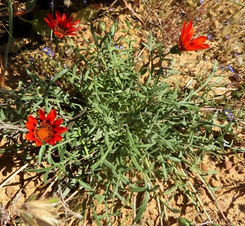 Gazania