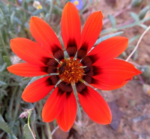 Gazania rigida flowerhead