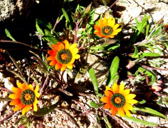 Gazania tenuifolia flowerheads
