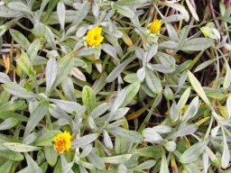 Gazania rigens var. leucolaena