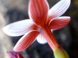 Geissorhiza ovata flower from behind