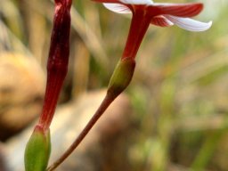 Geissorhiza ovata flower in profile