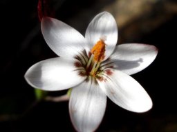 Geissorhiza ovata stamens