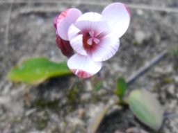 Geissorhiza ovata half open