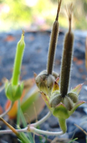 Geranium incanum candles or crane bills