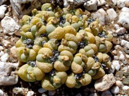 Gibbaeum heathii