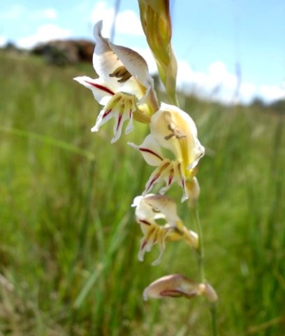 Gladiolus permeabilis subsp. edulis flowers