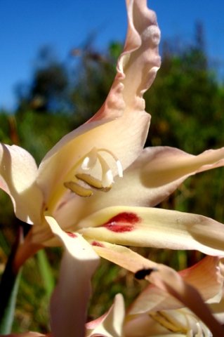 Gladiolus undulatus angled view of a flower