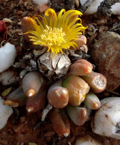 Glottiphyllum fergusoniae flower and fruit