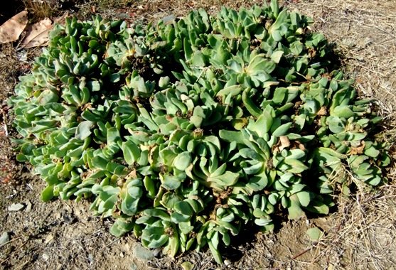 Glottiphyllum linguiforme clumping