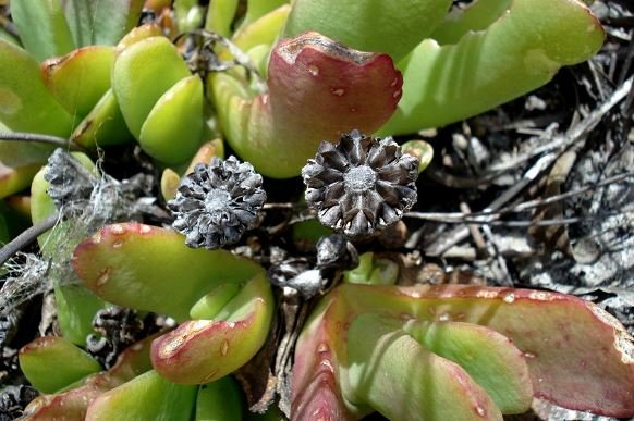 Glottiphyllum longum old fruit capsules