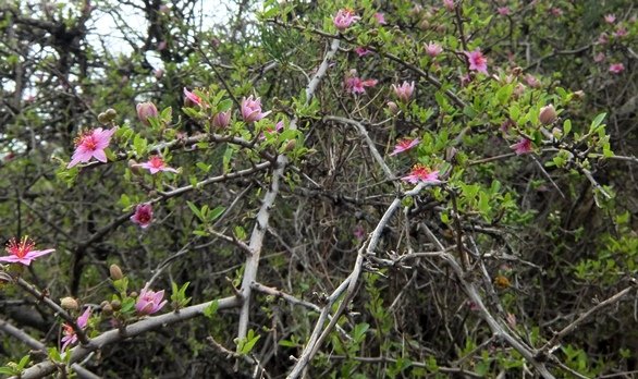 Grewia robusta bare stems