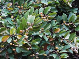 Grewia flavescens fruit and leaves