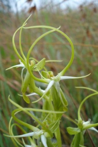 Habenaria cornuta