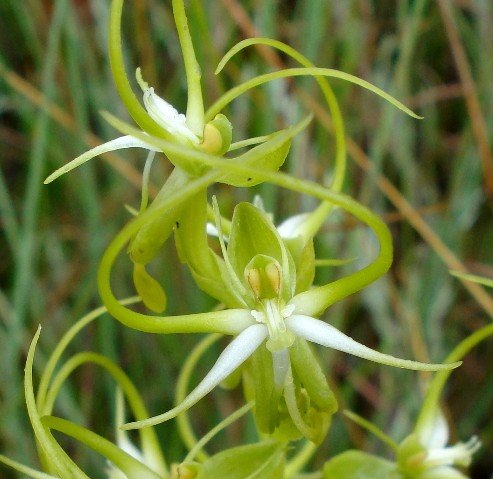 Habenaria cornuta grabbing