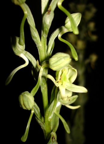 Habenaria epipactidea snaking spurs