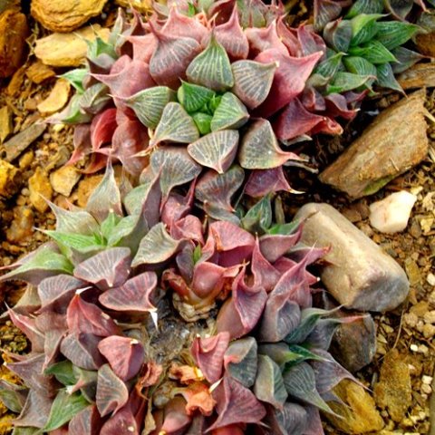Haworthia magnifica var. acuminata