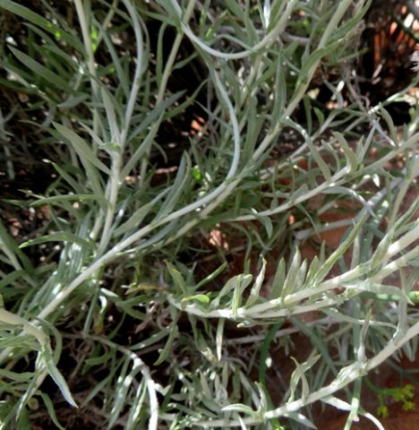 Helichrysum dasyanthum soft stems and lower leaves